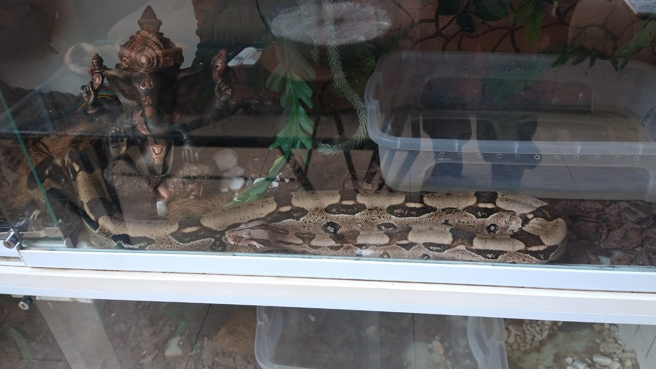 Foto 3 de 3 — Cobras exóticas sem autorização foram encontradas pela Polícia Ambiental em residência de Araraquara